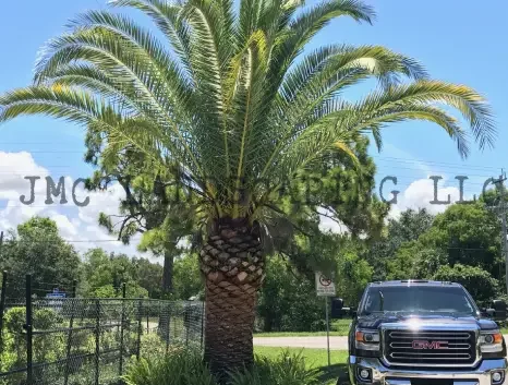 Canary Palm Tree