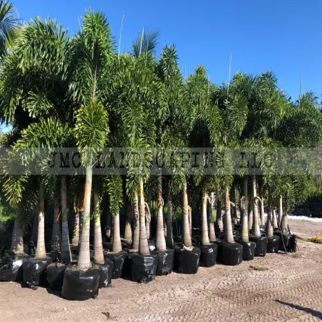 Foxtail Palms Single Trunk scaled