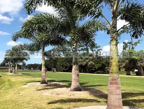 Foxtail palms golf course landscaping