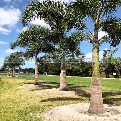Foxtail palms golf course landscaping