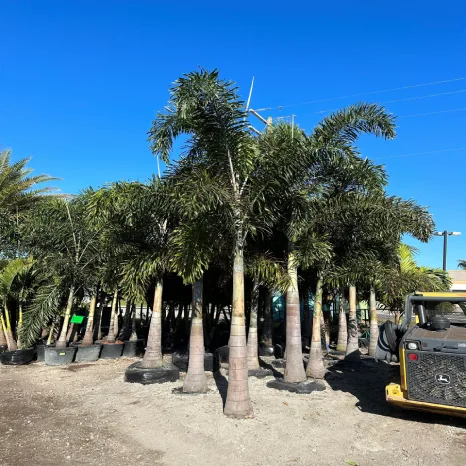 Foxtail palms scaled