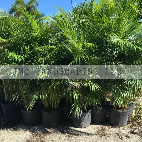  Areca Palm Tree