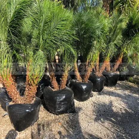 Pygmy Date Palms