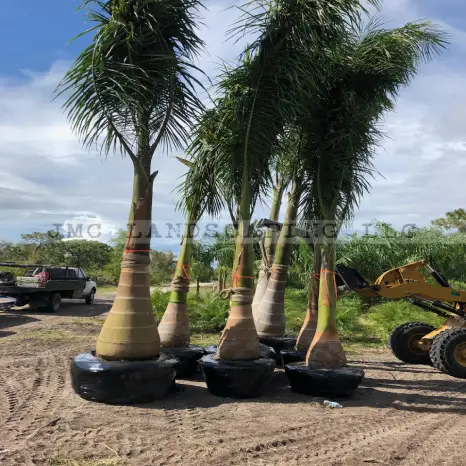 Royal palm trees scaled