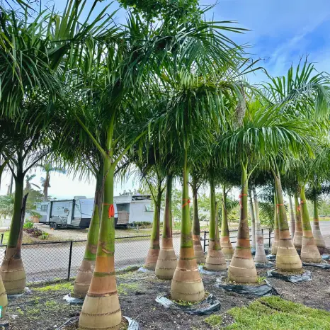 Royal palms scaled