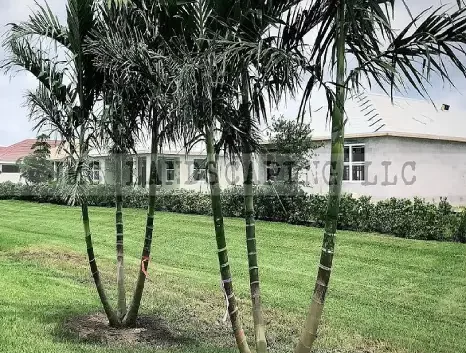 Alexander Palm Trees in Florida | Solitaire Palm Tree Florida