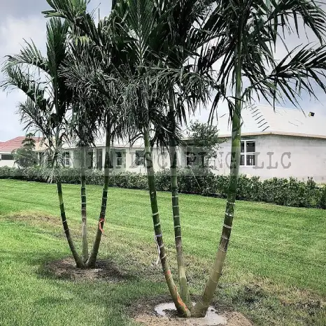  Alexander Palm Tree