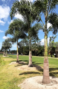Foxtail Palm Trees in Florida | Wodyetia Bifurcata FL