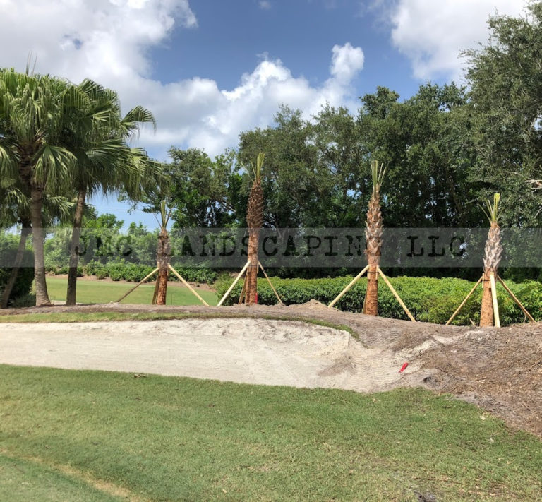 Florida Sabal Palm Trees Cabbage Palm Tree Sabal Palmetto