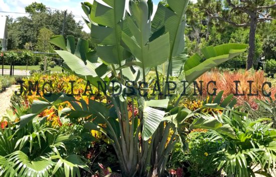 White Bird of Paradise in Florida | Flowering plant FL