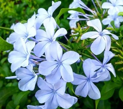 Blue Plumbago