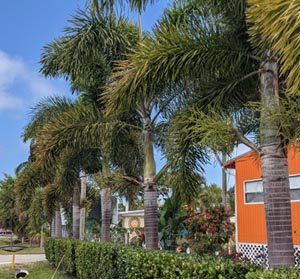 Foxtail Palm Tree Florida | JMC Landscaping