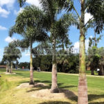 A Season-By-Season Guide for Landscaping in Florida’s Tropical Weather