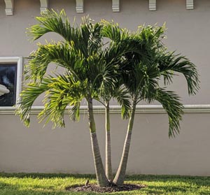Adonidia Palm Tree in Florida | JMC Landscaping
