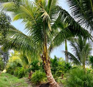Coconut Palm Tree in Florida | JMC Landscaping