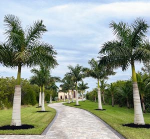 Royal Palm Tree in Florida | JMC Landscaping