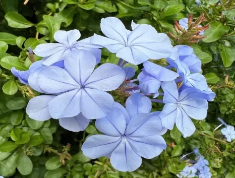 Blue Plumbago