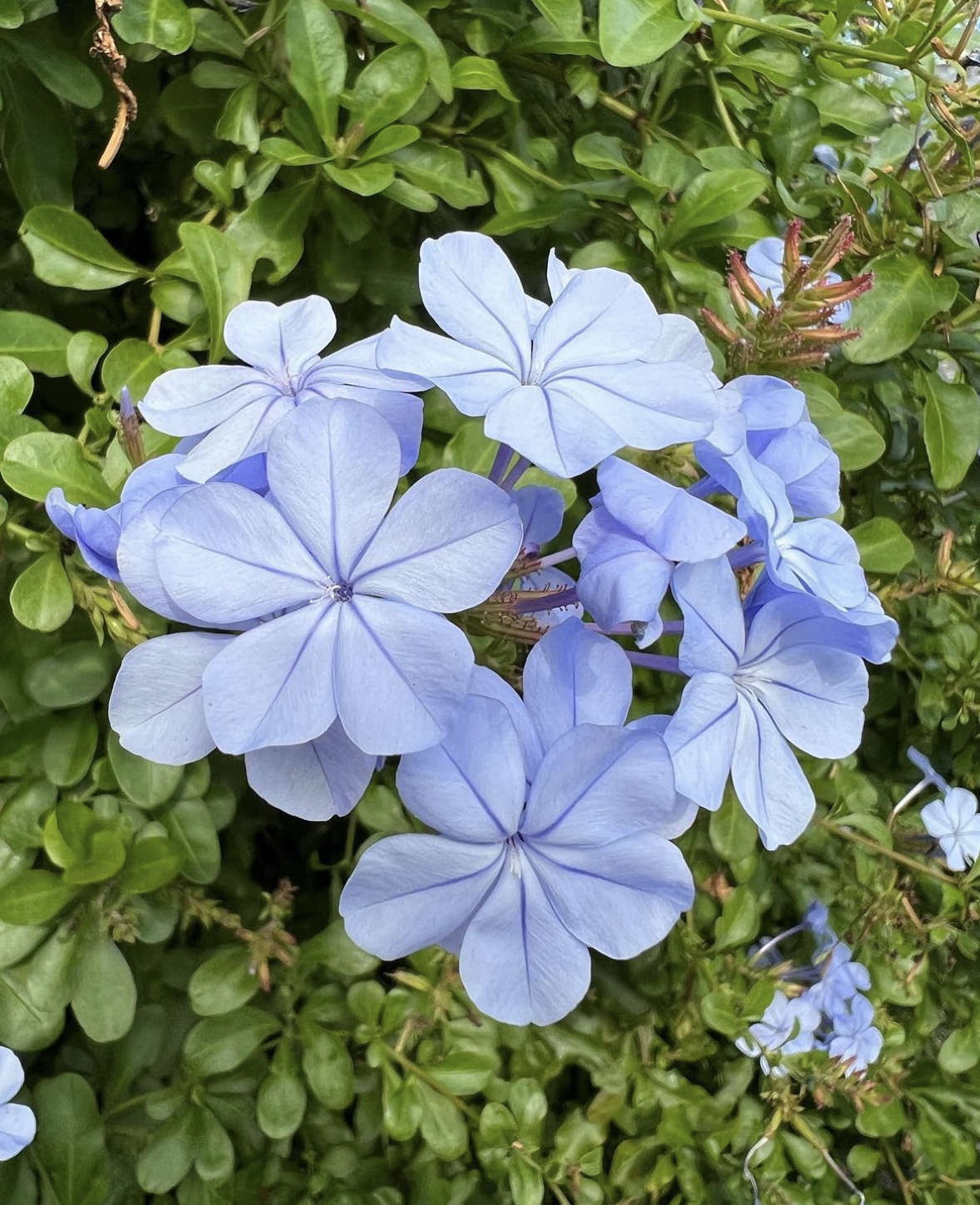 Blue Plumbago Plants For Sale