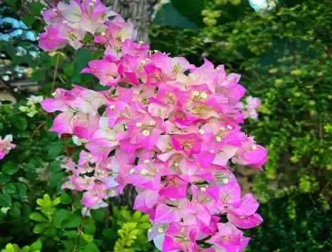 Bougainvillea