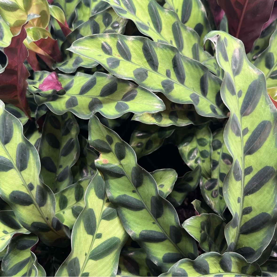 Best Shade Plant for Your Landscape in Florida | Calathea Shade Plant FL