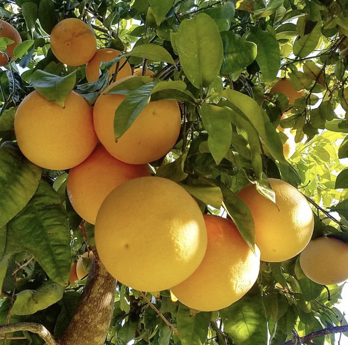 Grapefruit Fruit Trees in Florida | Tropical Fruit Trees FL