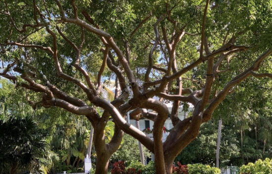Gumbo Limbo Shade Trees in Florida | Gumbo Limbo Tree