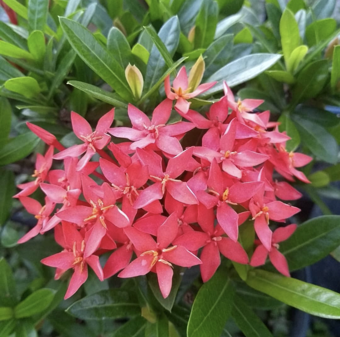 Ixora Flowering Plant in St. James City | High-quality Ixora plant Florida 