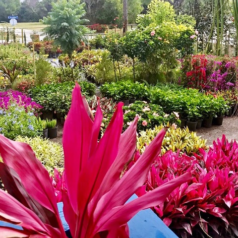 MC Landscaping’s Garden Center. | Palm Tree Nursery | Flowering Plant
