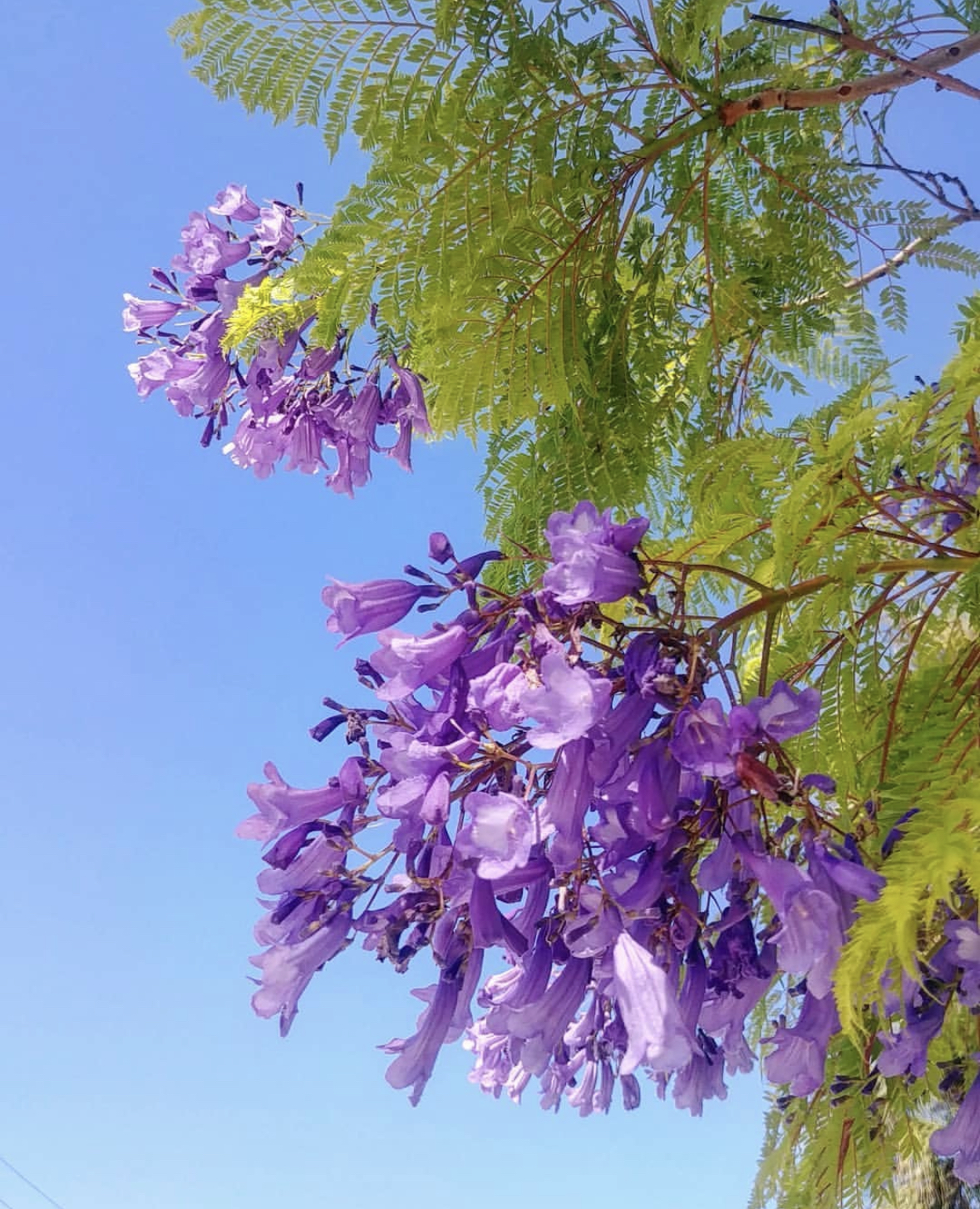 Shade Trees Archives JMC Landscaping
