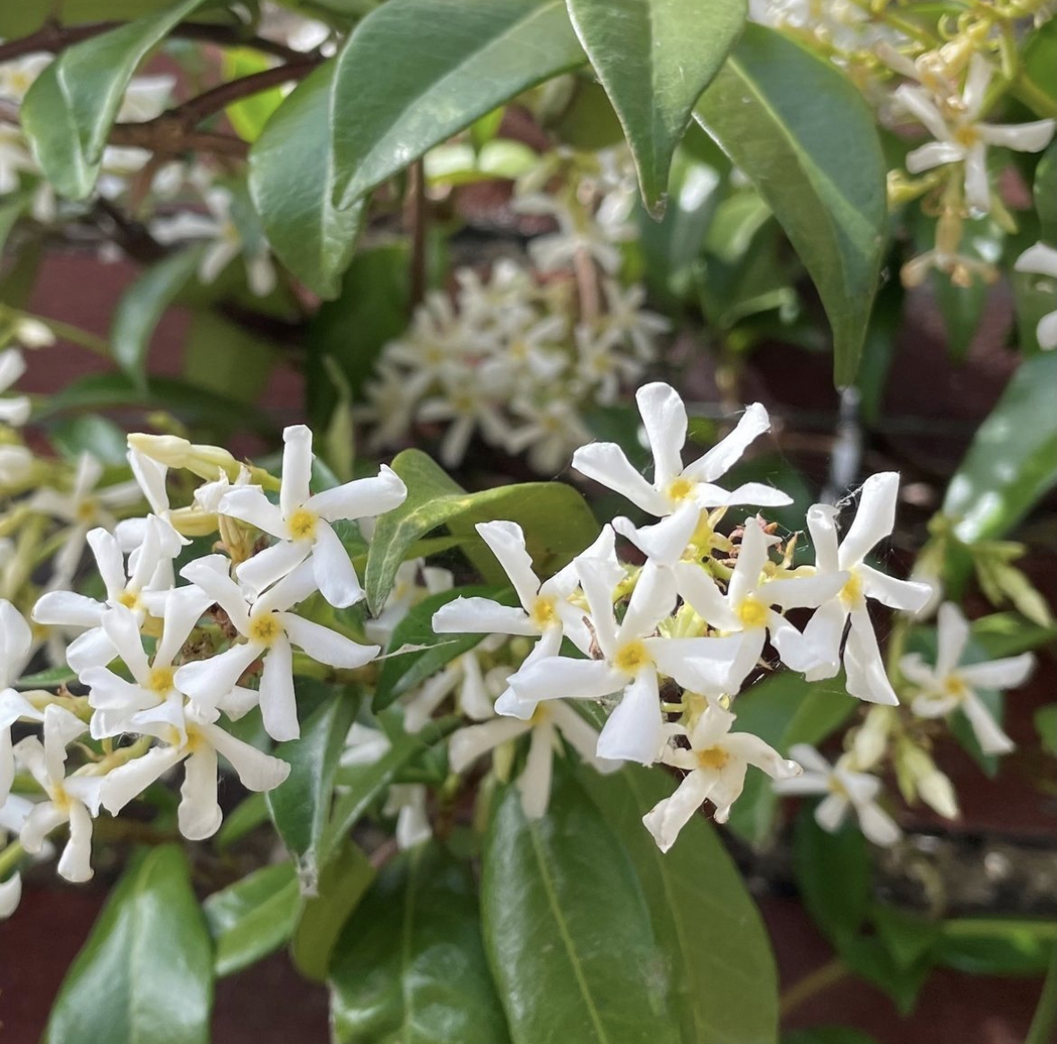 Jasmine Flowering Plant in Pine Island | Fresh & Quality Piece of Jasmine Plant Florida 