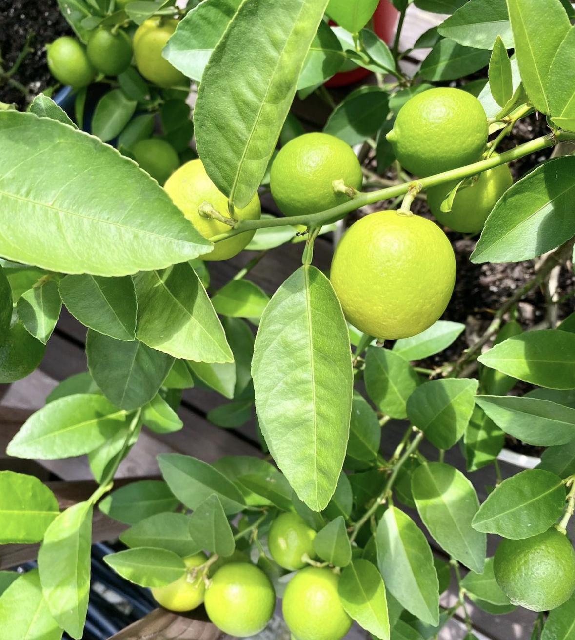 Fruit Plant in FL - Lime Citrus in Florida