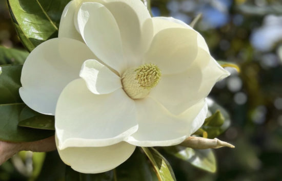 magnolia shade trees in Florida | white magnolia tree fl