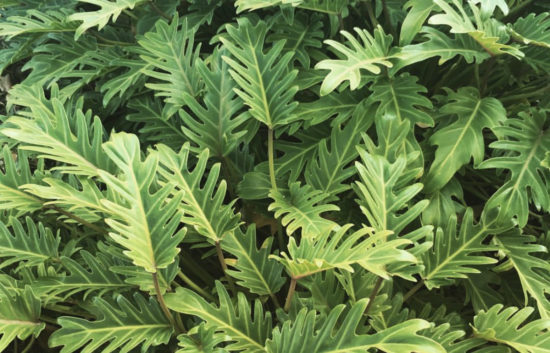 Make Your Landscape More Attractive with Philodendron Plant | philodendron hederaceum