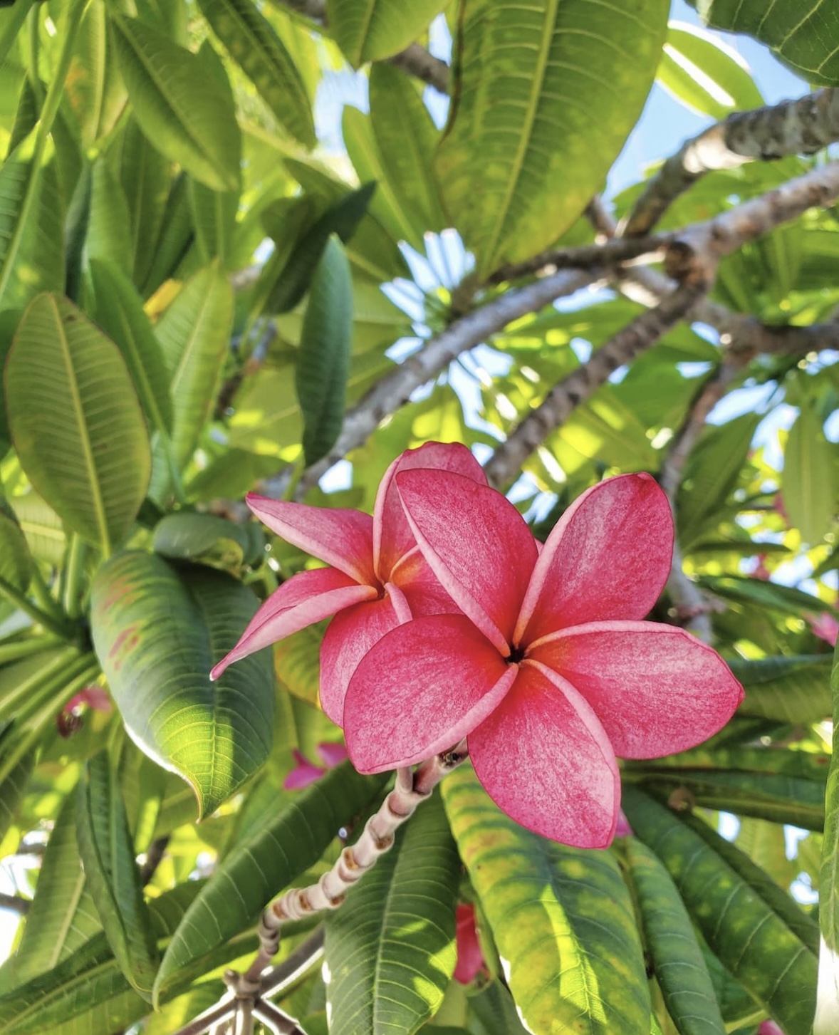 Plumeria Flowering Plants in Florida | Frangipani Flower FL