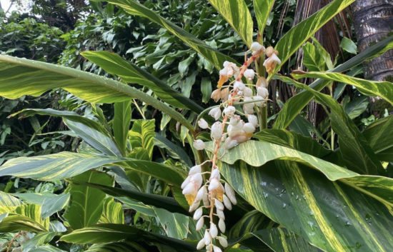 variegated ginger plant in Florida