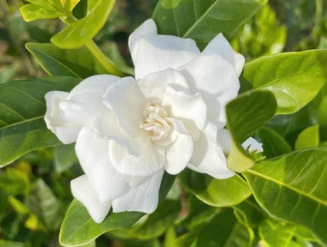 Gardenia