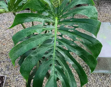 Best Shade Plants in Florida - Monstera Plant in Florida