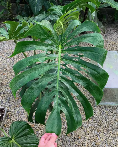 Best Shade Plants in Florida - Monstera Plant in Florida
