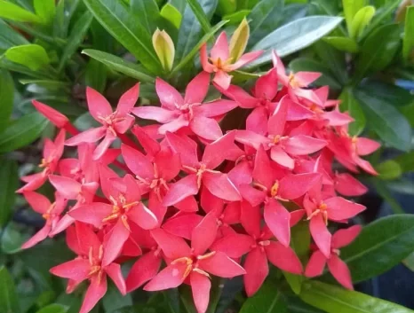 Ixora