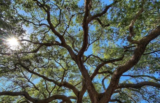Live Oak shade trees in Florida | granular fertilizer fl