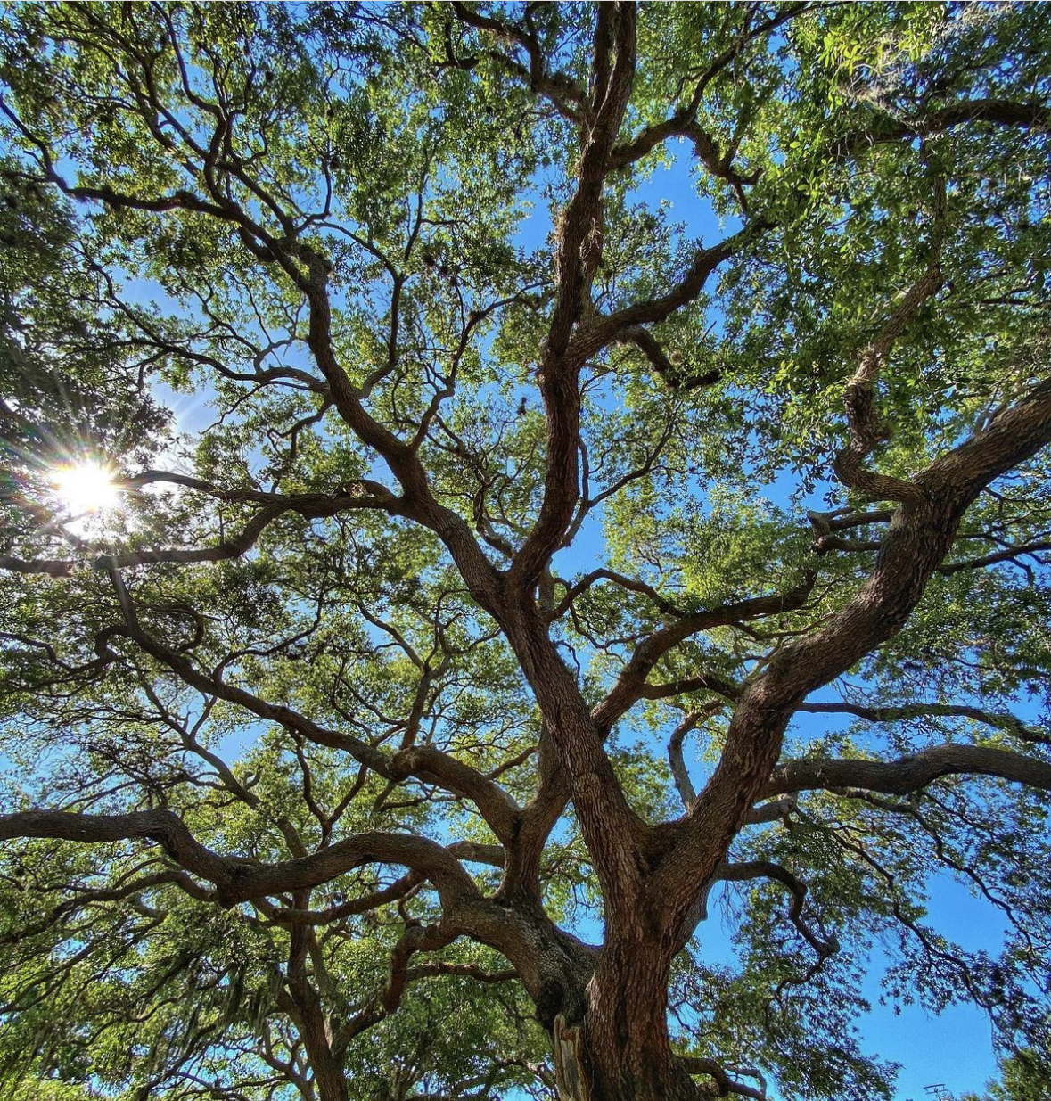 Live Oak shade trees in Florida | granular fertilizer fl