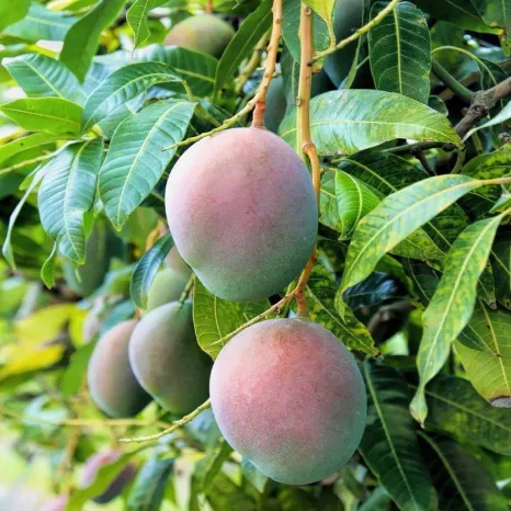 Haden Mango Tree