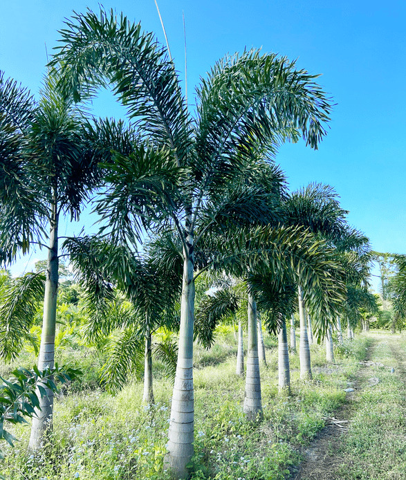 foxtail palm landscape