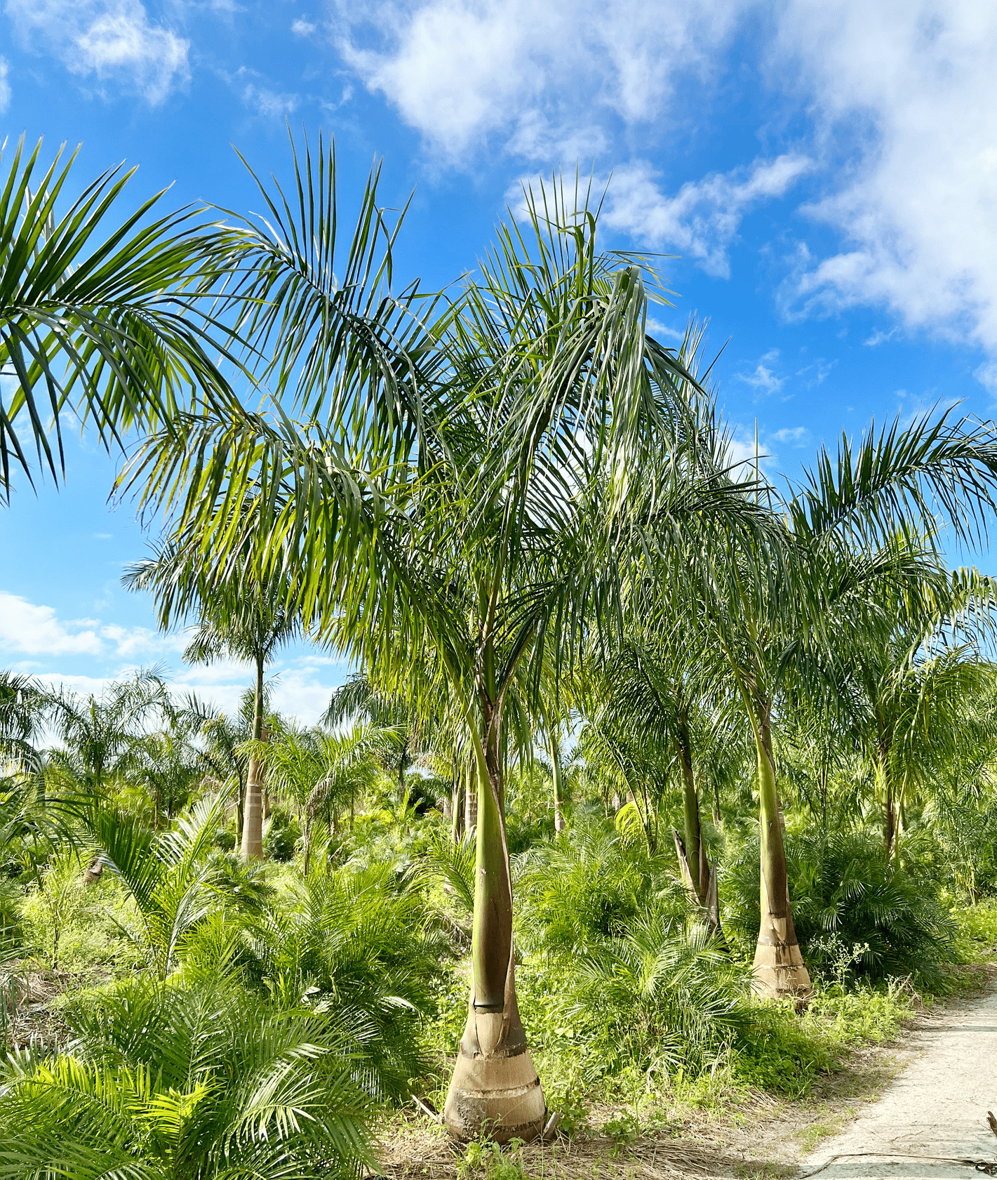 Royal Palm Trees in Matlacha | Roystonea Regia Palm Florida 