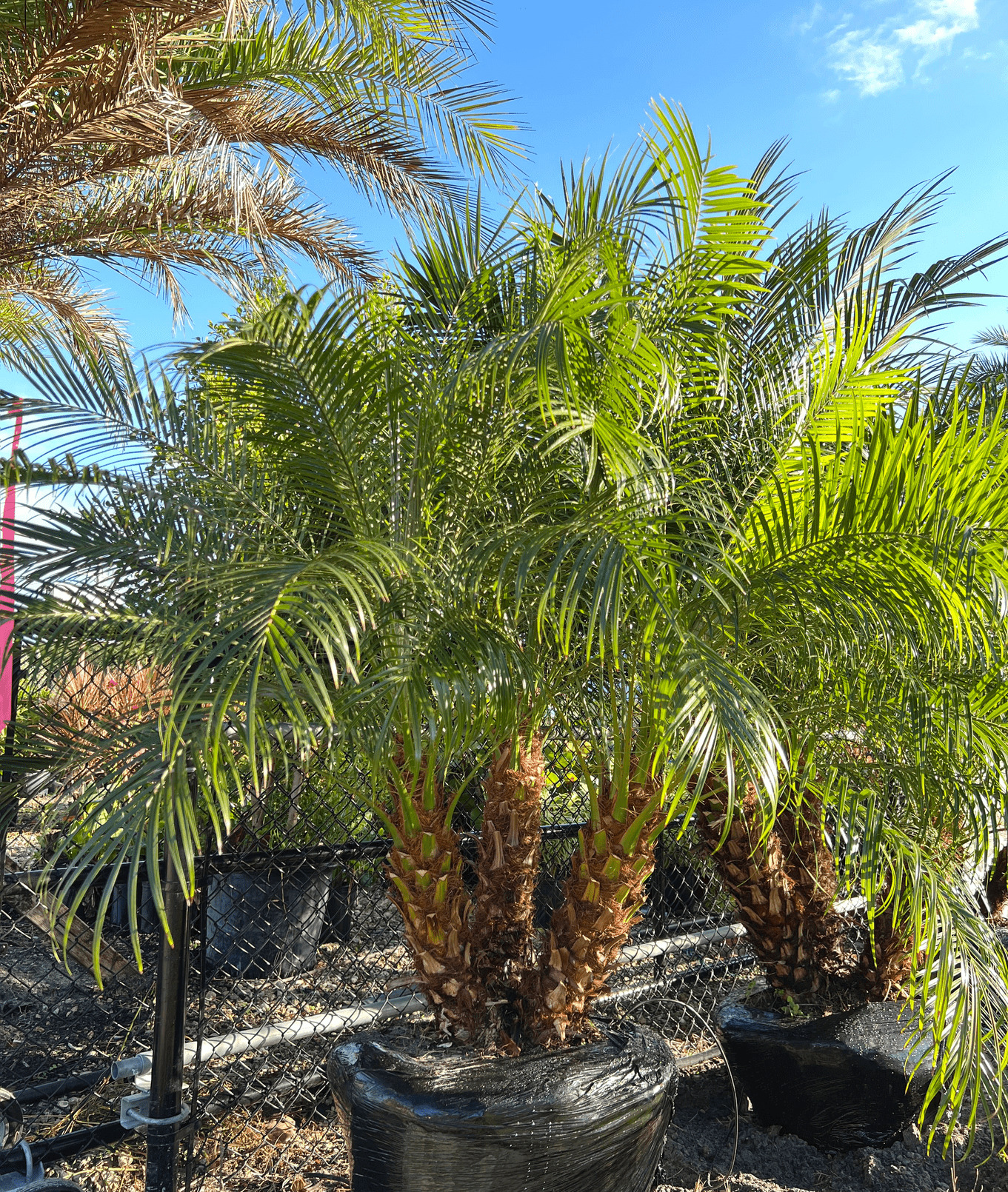 Pygmy Date Palm in Matlacha | Roebelenii Palm Tree in Florida 