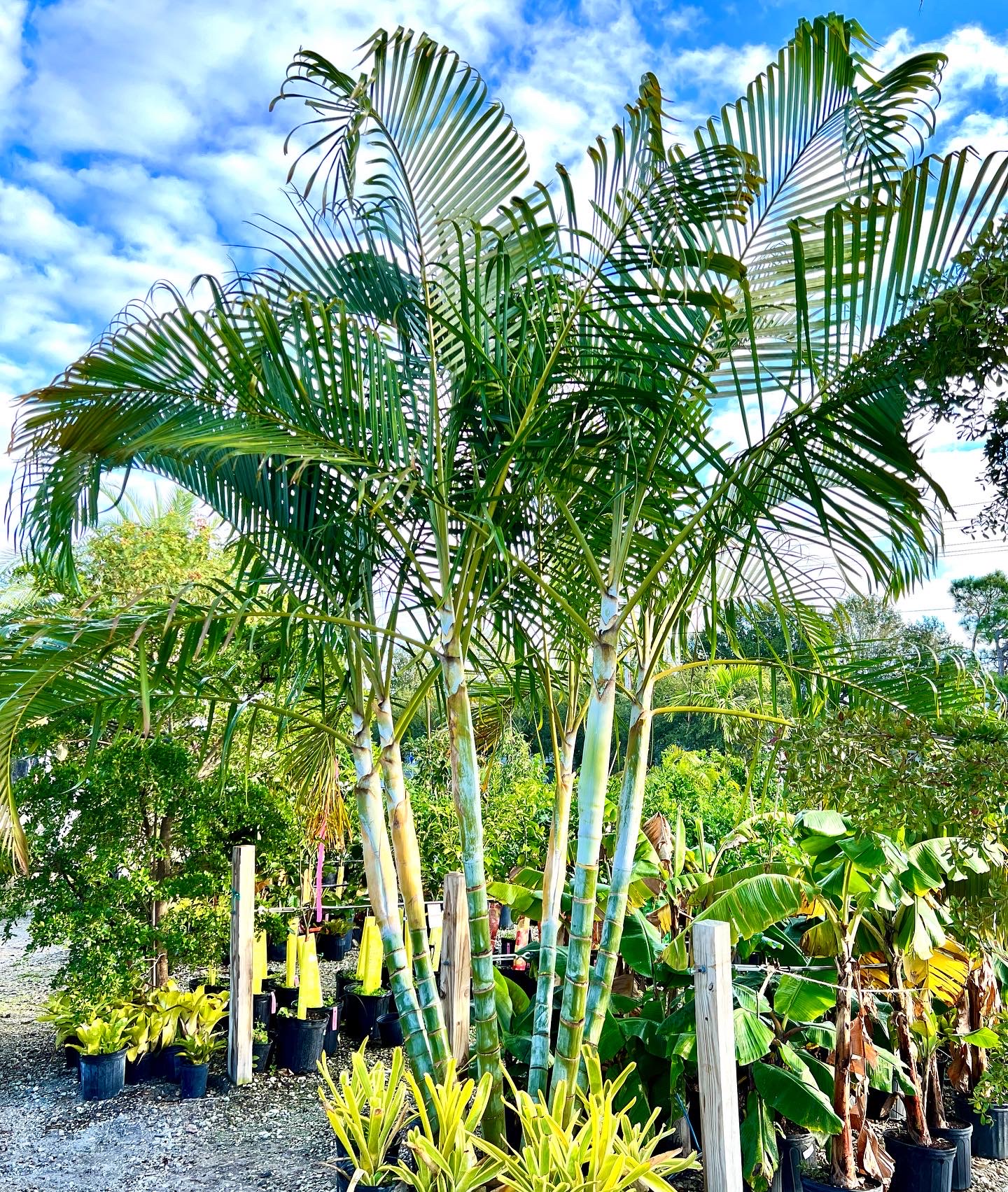 Areca Palm Tree in Fort Myers | Butterfly Palm Trees Florida 