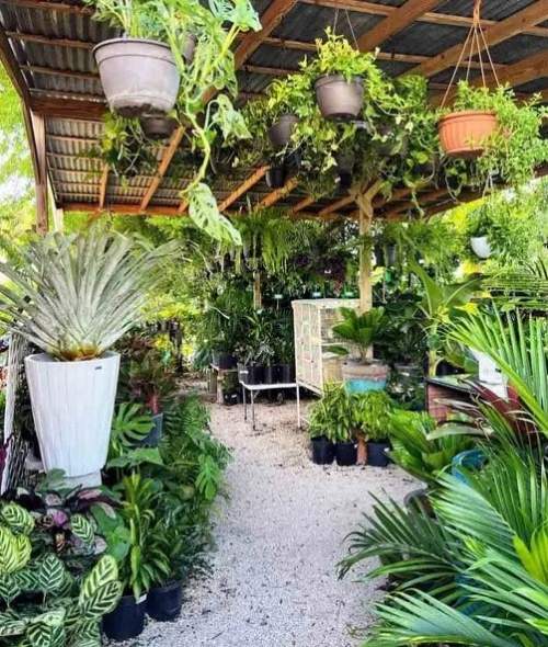 Garden Center in Pine Island | Best Plant Nurseries in Florida 