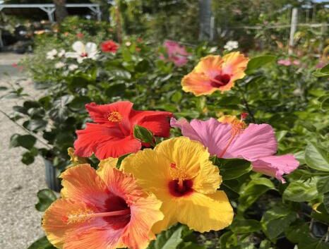 Flowering hibiscus bushes different colors