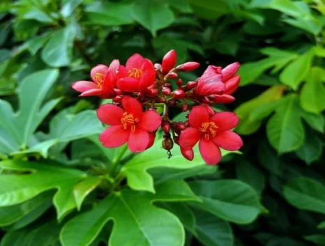 Jatropha Flowering Plant