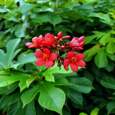 Jatropha Flowering Plant